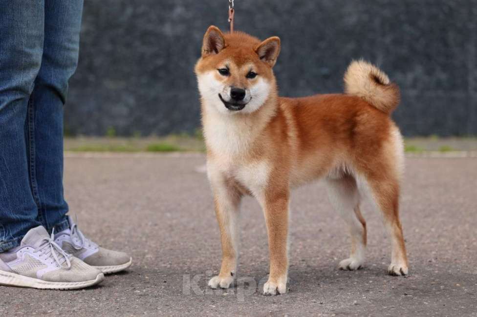 Собаки в Москве: Щенок сиба шиба  мальчик  Мальчик, 45 000 руб. - фото 2
