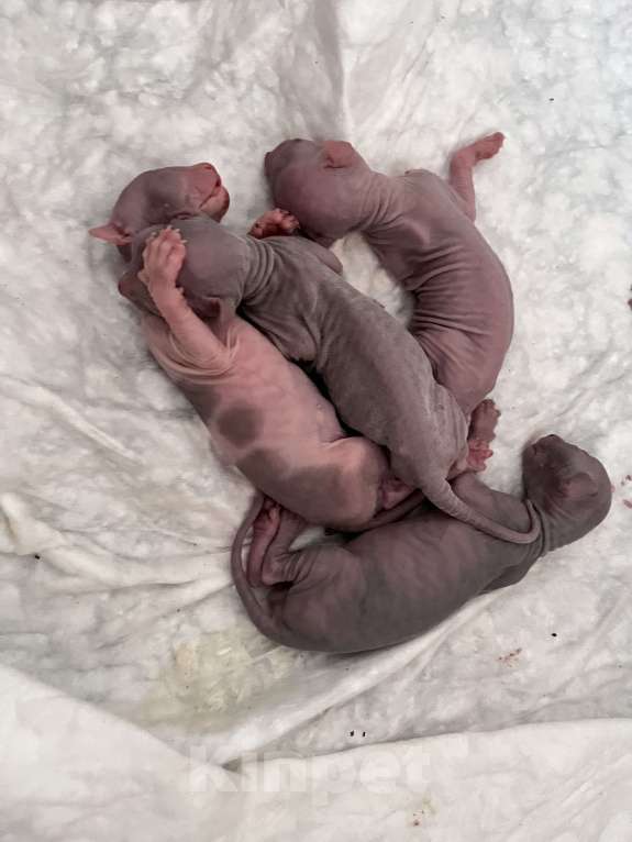 Кошки в других городах Московской области: Маленькие инопланетяне  Мальчик, 5 000 руб. - фото 1