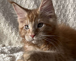 Кошки в Новосибирске: Породистые котята Мейн Кун  Мальчик, 25 000 руб. - фото 2