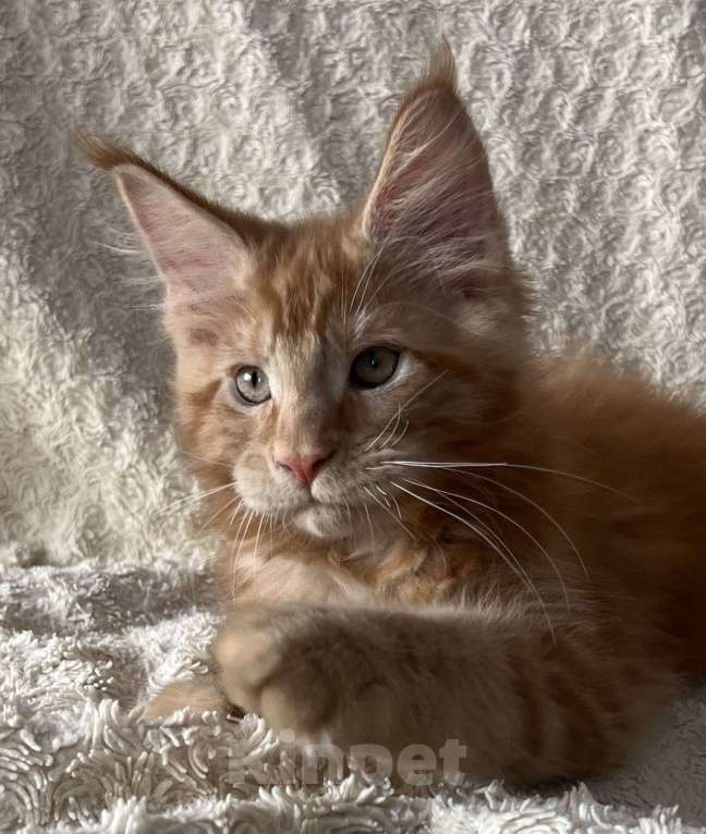 Кошки в Новосибирске: Породистые котята Мейн Кун  Мальчик, 25 000 руб. - фото 2