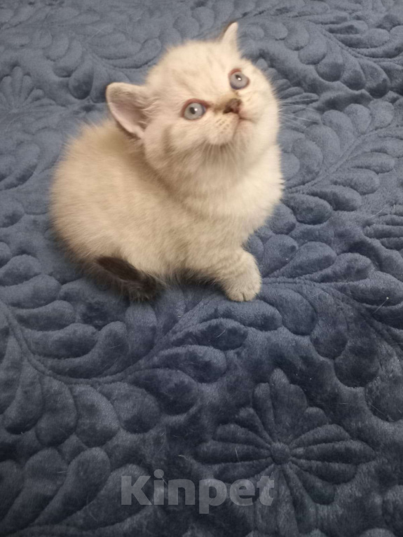 Кошки в Москве: Шотландский мальчик колор поинт страйт  Мальчик, 15 000 руб. - фото 3