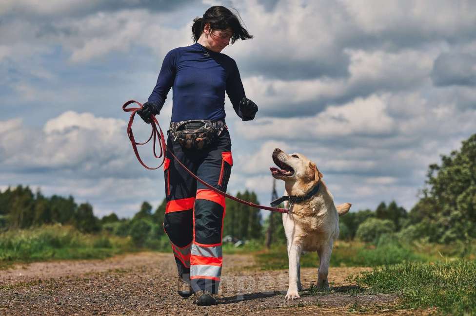 Собаки в Москве: Лабрадор Марио в добрые руки Мальчик, 1 руб. - фото 8