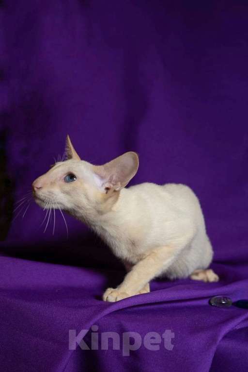 Кошки в Москве: Ориентальные котята Мальчик, Бесплатно - фото 10