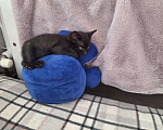 Кошки в Самаре: Котёнок в добрые руки Девочка, Бесплатно - фото 3