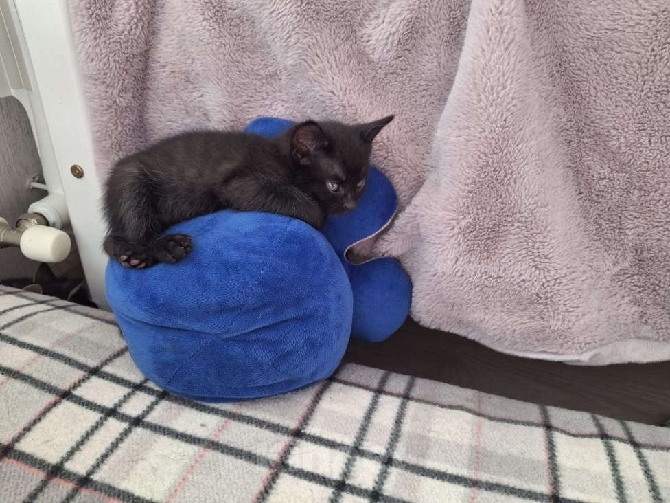 Кошки в Самаре: Котёнок в добрые руки Девочка, Бесплатно - фото 3