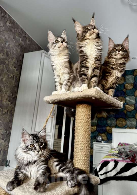 Кошки в других городах Московской области: Чистокровные котята мейн-кун Девочка, Бесплатно - фото 2