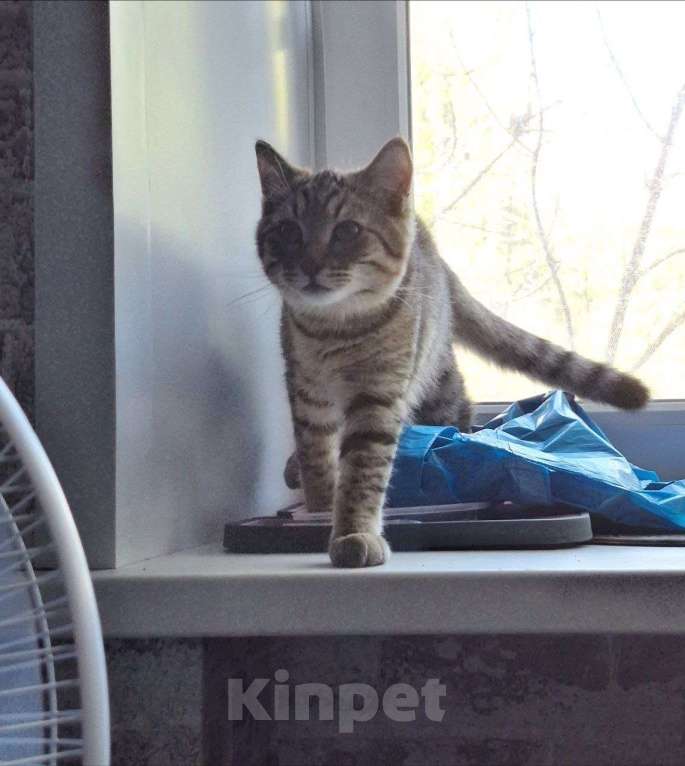 Кошки в Липецке: Плюшевый Кузя) Мальчик, Бесплатно - фото 2