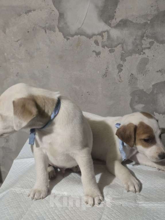 Собаки в Симферополе: Джек рассел терьер, мальчик Мальчик, 9 000 руб. - фото 5