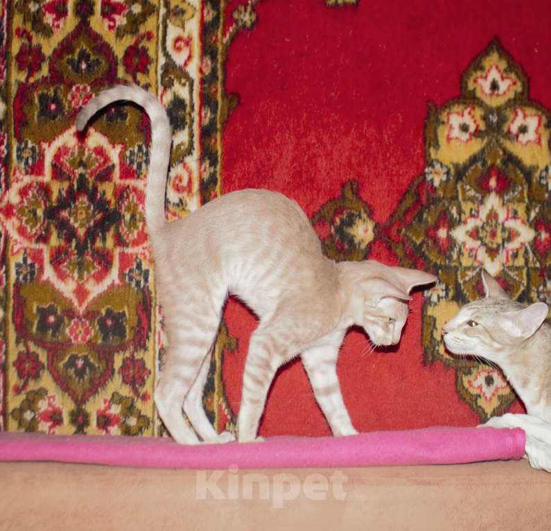 Кошки в Томске: Ориентальные котята Мальчик, 55 000 руб. - фото 10