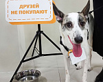 Собаки в Москве: Спасите Бэль от приюта! Девочка, Бесплатно - фото 3