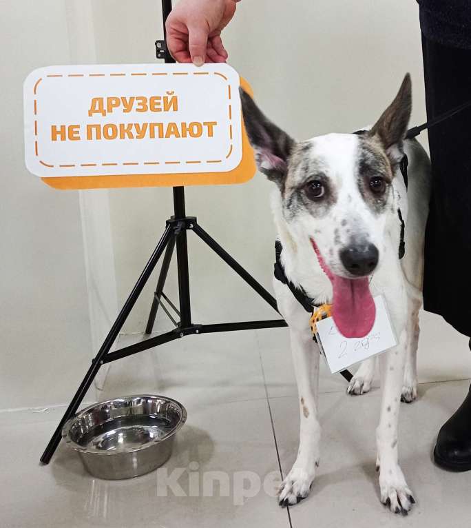 Собаки в Москве: Спасите Бэль от приюта! Девочка, Бесплатно - фото 3