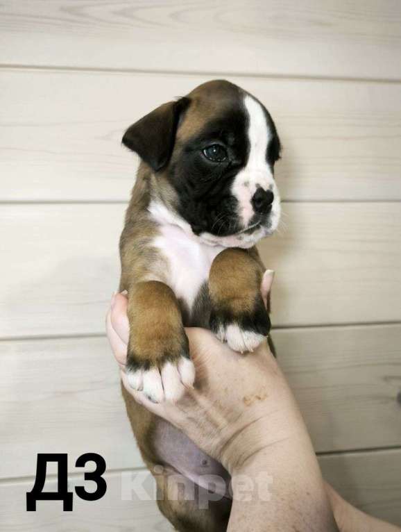 Собаки в других городах Иркутской области: Щенки немецкого боксëра Разнополые, 50 руб. - фото 1