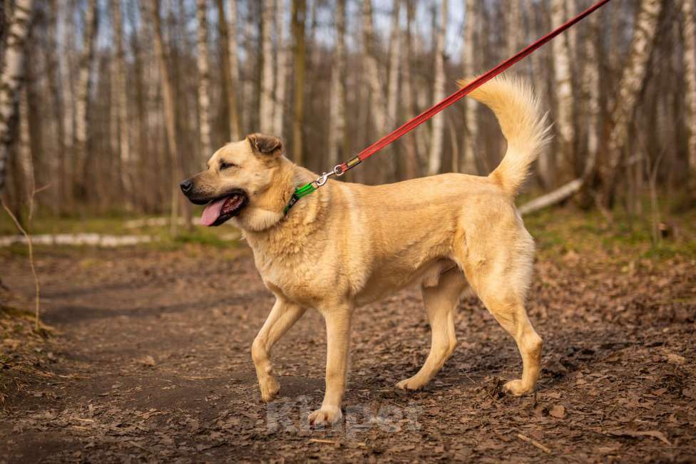 Собаки в Москве: Дакар Мальчик, Бесплатно - фото 3