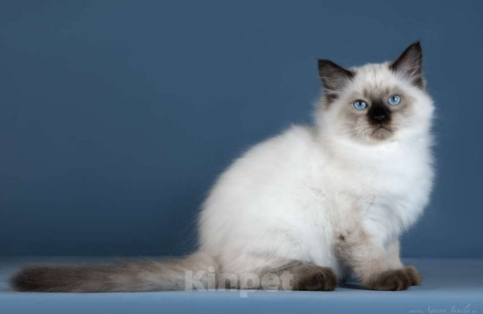 Кошки в Москве: Невский котенок Мальчик, Бесплатно - фото 1