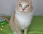 Кошки в Москве: Персиковый котик-подросток в добрые руки Мальчик, Бесплатно - фото 1