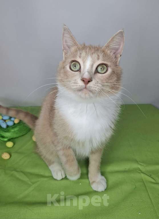 Кошки в Москве: Персиковый котик-подросток в добрые руки Мальчик, Бесплатно - фото 1