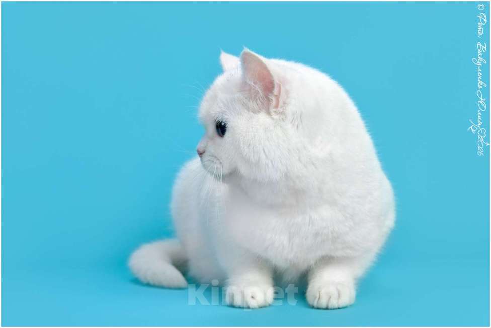 Кошки в Геленджике: Белая шотландская прмоухая кошка  Девочка, 120 000 руб. - фото 3