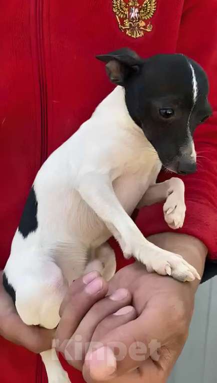 Собаки в Москве: Мальчишки щенки той-фокстерьера в добрые руки Мальчик, Бесплатно - фото 2