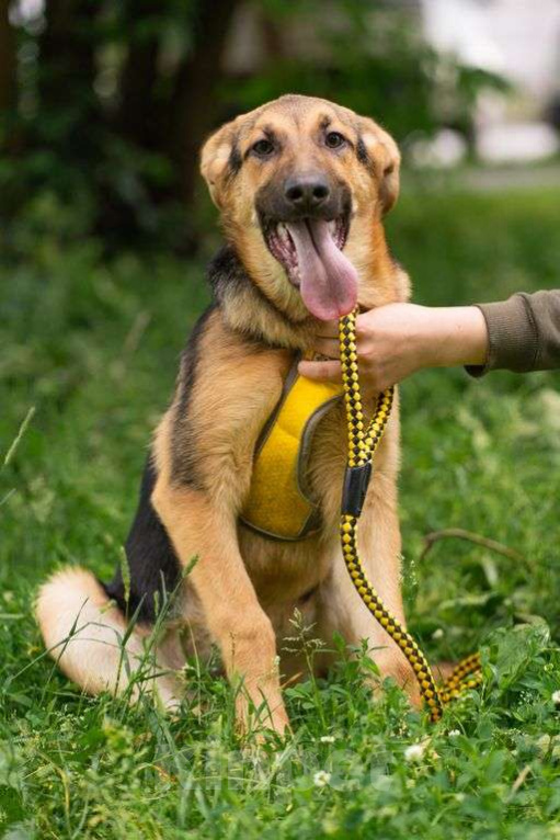 Собаки в Москве: Брусника Девочка, Бесплатно - фото 2