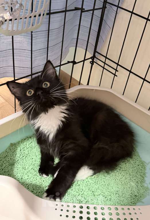 Кошки в Москве: Котенок Гвоздика ищет дом Девочка, Бесплатно - фото 10