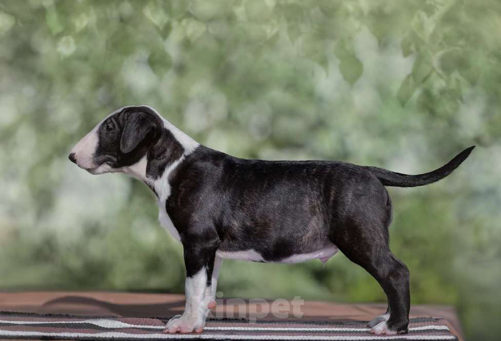 Собаки в Москве: Очень перспективные щенки стандартного бультерьера от здоровой и красивой пары чемпионов Мальчик, 90 000 руб. - фото 2