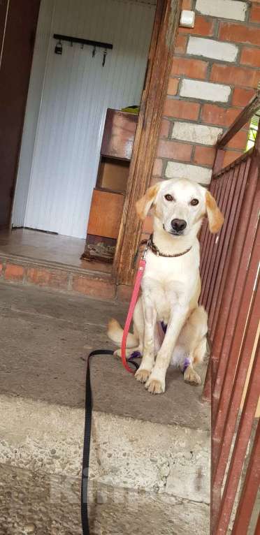 Собаки в Краснодаре: Девочка, метис лабрадора, возраст до года! В добрые и ответственные руки! Девочка, 2 руб. - фото 3