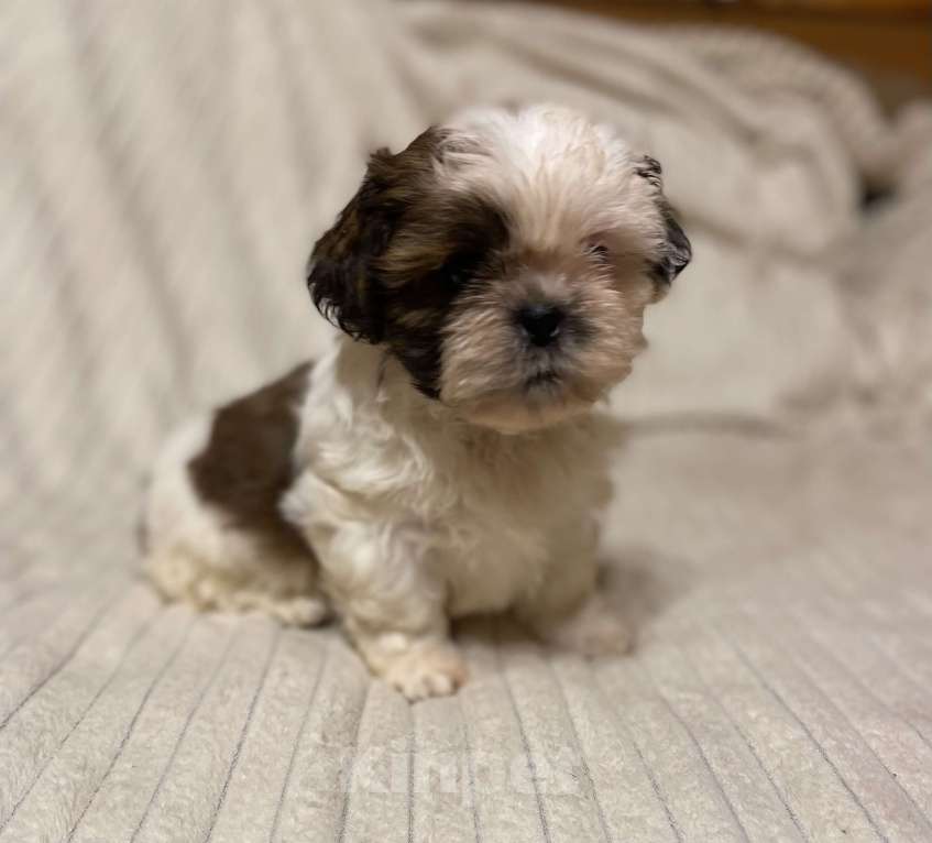 Собаки в Санкт-Петербурге: Милашечка ши тцу  Девочка, 35 000 руб. - фото 4