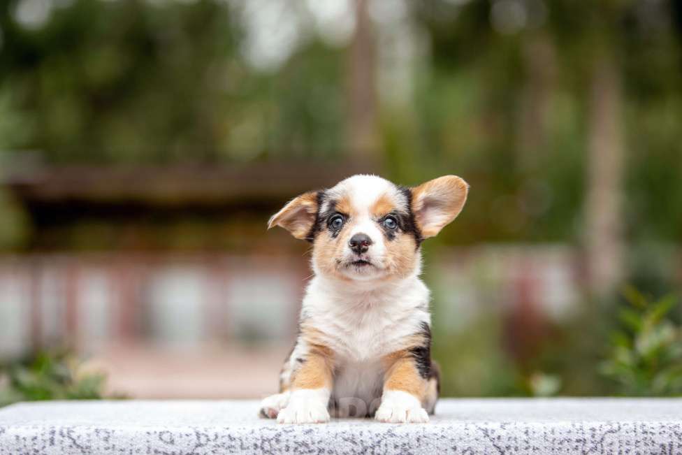 Собаки в Москве: Щенок корги Мальчик, Бесплатно - фото 5