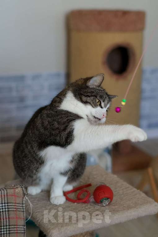 Кошки в Санкт-Петербурге: Шарлотта из приюта в добрые руки Девочка, Бесплатно - фото 9