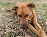 Собаки в Зеленограде: Терра в добрые ласковые руки Девочка, Бесплатно - фото 5