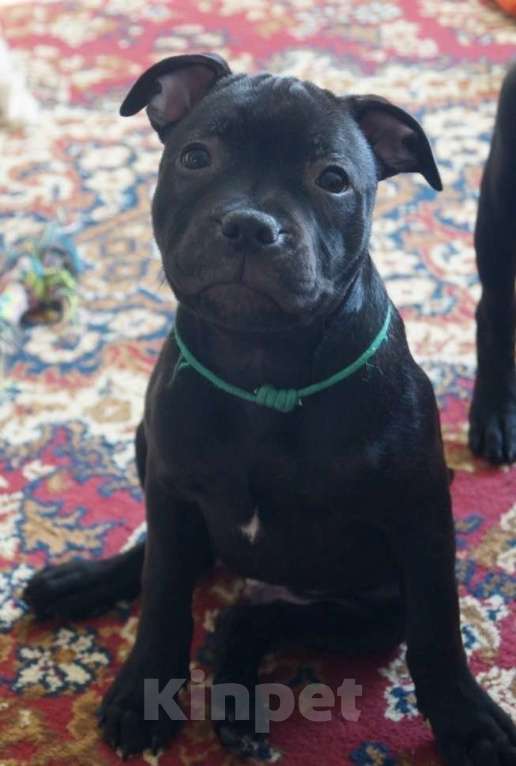 Собаки в Москве: Английский Стаффордширский Бультерьер Разнополые, 60 000 руб. - фото 6