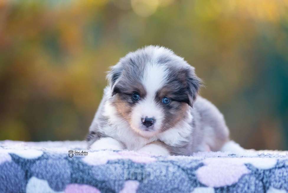 Собаки в Москве: Миниатюрная американская овчарка (мини-аусси) Девочка, 250 000 руб. - фото 1