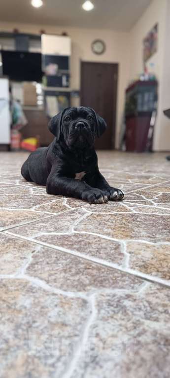 Собаки в других городах Московской области: Щенки Кане Корсо Девочка, 140 000 руб. - фото 4