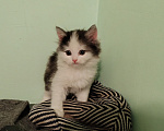 Кошки в Барнауле: Котенок Курильский бобтейл Девочка, 1 000 руб. - фото 3