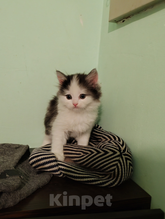 Кошки в Барнауле: Котенок Курильский бобтейл Девочка, 1 000 руб. - фото 3