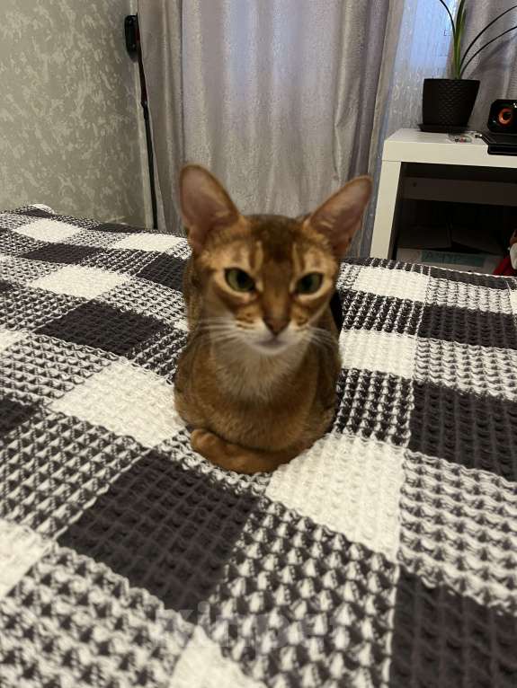 Кошки в Москве: Марсель Мальчик, 50 000 руб. - фото 3