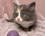 Кошки в Санкт-Петербурге: Котенок 1 месяц Астрид Девочка, Бесплатно - фото 1