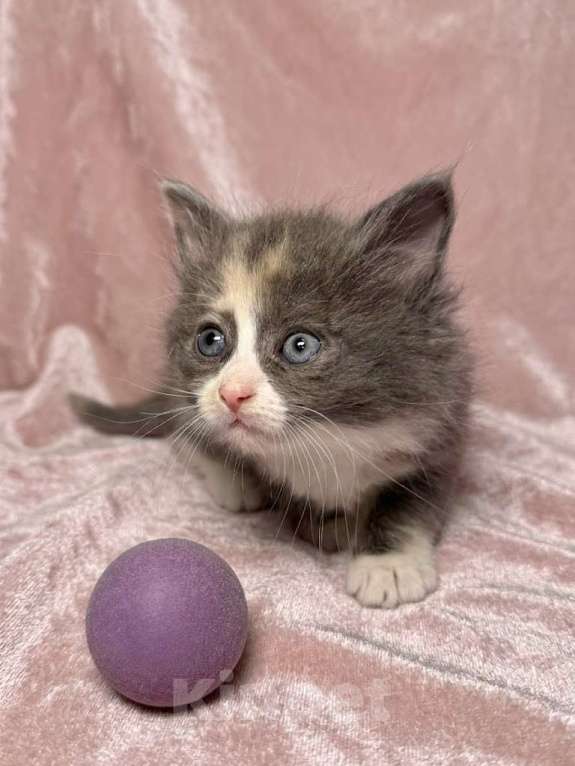 Кошки в Санкт-Петербурге: Котенок 1 месяц Астрид Девочка, Бесплатно - фото 1