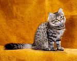 Кошки в Саратове: Котенок Дастин Мальчик, 60 000 руб. - фото 2