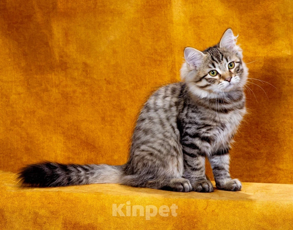 Кошки в Саратове: Котенок Дастин Мальчик, 60 000 руб. - фото 2