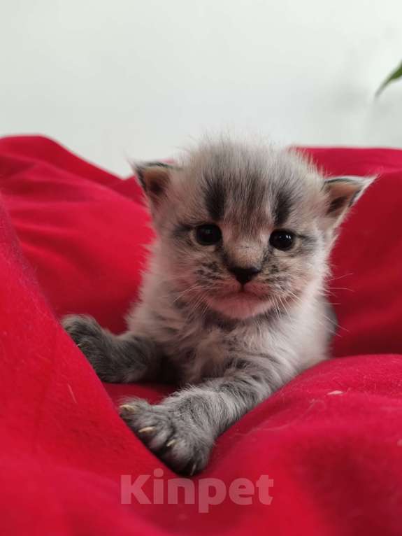 Кошки в Новосибирске: Котенок мейн-кун Разнополые, 15 000 руб. - фото 7