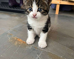 Кошки в Вологде: Отдадим котёнка в добрые руки Девочка, Бесплатно - фото 3