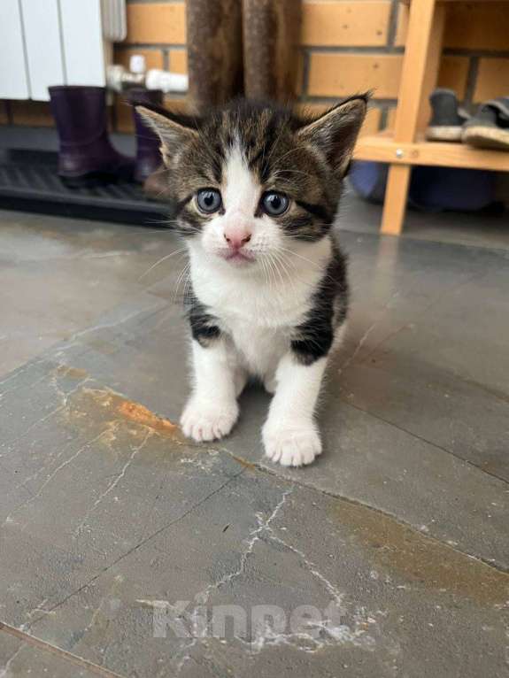 Кошки в Вологде: Отдадим котёнка в добрые руки Девочка, Бесплатно - фото 3