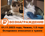 Кошки в Москве: Вознаграждение  Мальчик, 10 000 руб. - фото 1