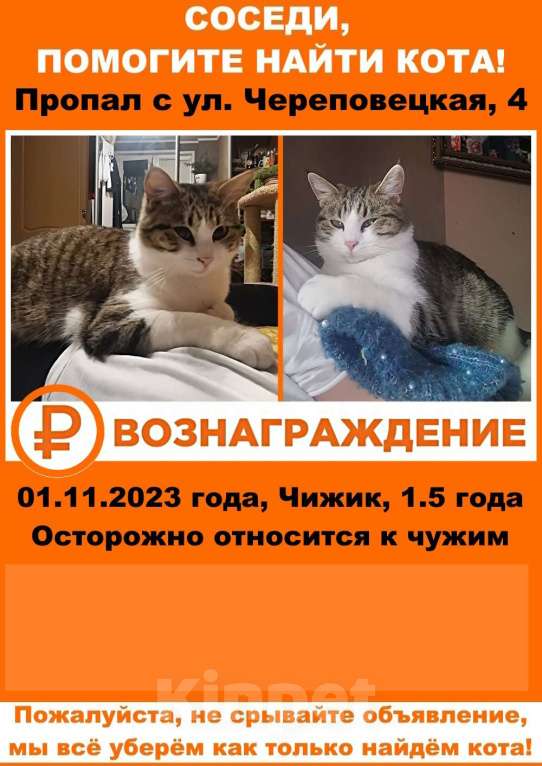 Кошки в Москве: Вознаграждение  Мальчик, 10 000 руб. - фото 1