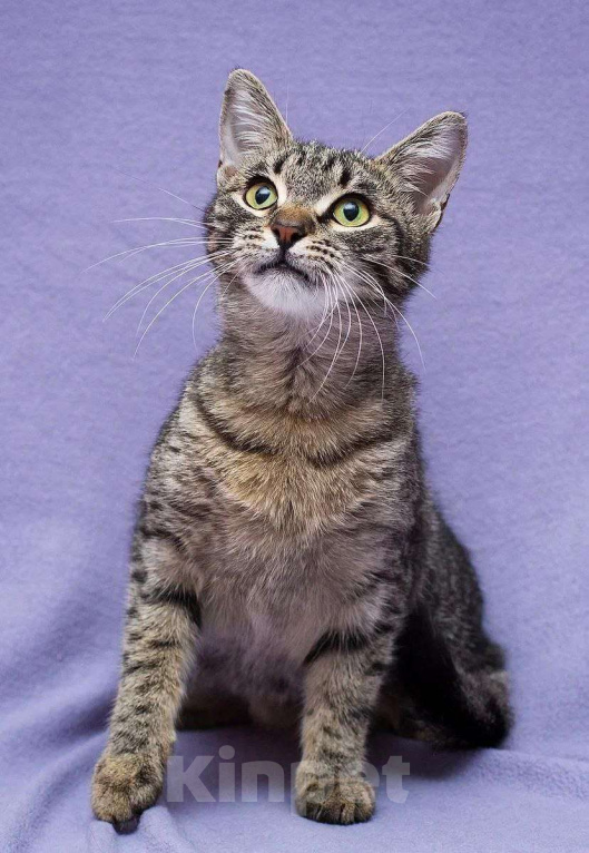 Кошки в Москве: Всегда на втором месте Девочка, Бесплатно - фото 4