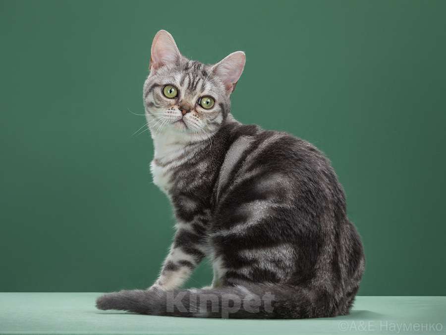 Кошки в Ликино-Дулево: Американская короткошерстная Девочка, Бесплатно - фото 3