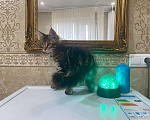 Кошки в Малмыже: Котята для вас., 15 000 руб. - фото 9