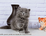Кошки в Санкт-Петербурге: Британский котёнок голубого окраса ДШ Мальчик, 25 000 руб. - фото 1