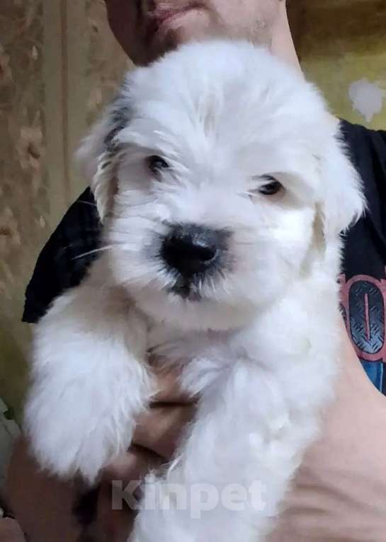 Собаки в Воскресенске: Тибетский терьер щенки Мальчик, 75 000 руб. - фото 1